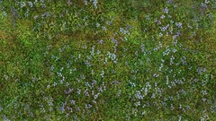 Green grass meadows Textures