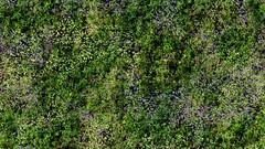 Green grass meadows Textures