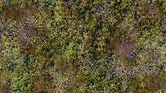 Green grass meadows Textures