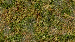 Green grass meadows Textures