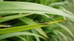 Green grass nature high
