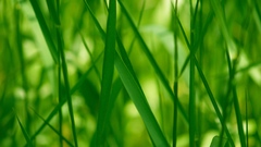 Green grass Plants