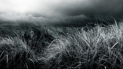 Green grass skyscapes