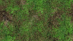 Green grass Textures