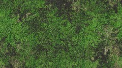 Green grass Textures