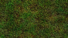 Green grass Textures