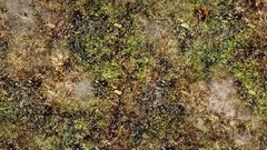 Green grass Textures plains