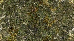 Green grass Textures scrublands