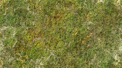 Green grass Textures scrublands