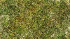 Green grass Textures scrublands