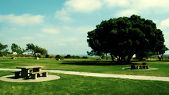 Green grass Trees nature
