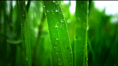 Green grass water drops
