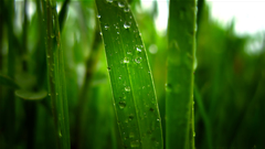 Green grass water drops