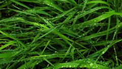 Green grass water drops