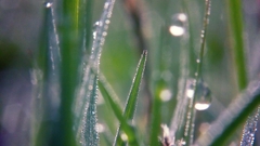 Green grass water drops