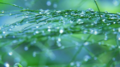 Green grass water drops