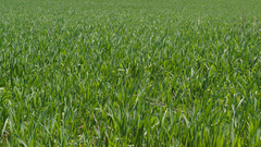 Green grass Wild Animals