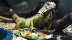 Green iguana Reptiles