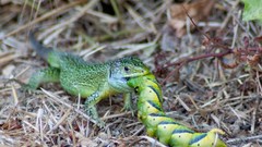 Green iguana Reptiles lizards caterpillars