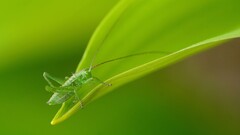 Green insect macro Plants Animals leaves