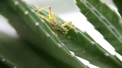 Green insects grasshopper