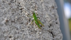 Green insects grasshopper depth of field