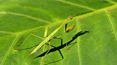 Green insects Praying Mantis