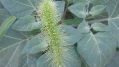 Green iran Amin Peyrovi Xperia mini