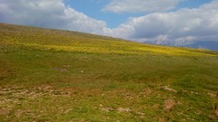 Green iran Ardebil (Iran)