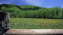Green Landscapes fields