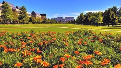 Green Landscapes Flowers fields
