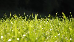 Green Landscapes grass