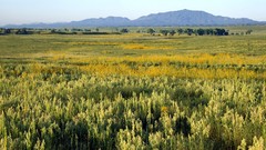 Green Landscapes nature