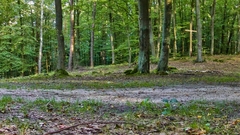 Green Landscapes nature Trees