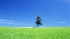 Green Landscapes nature Trees