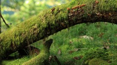 Green Landscapes nature Wood