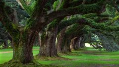 Green Landscapes Trees