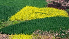 Green Landscapes yellow China