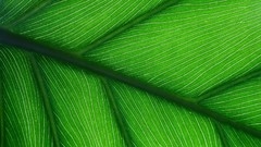 Green leaf