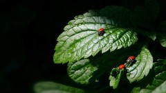 Green leaf ladybirds