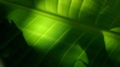 Green leaf leafs nature