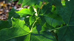 Green leaf leaves feuille