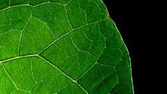 Green leaf leaves nature