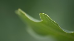 Green leaf macro