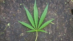 Green leaf marijuana