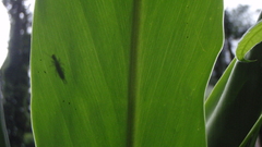 Green leaf nature high