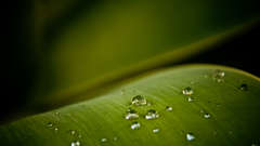 Green leaf water drops