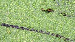 Green leaf water widescreen