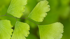 Green leaves Ferns Ginko
