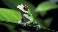 Green leaves Frogs Red-Eyed